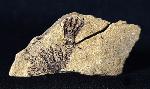 Sostronocrinus sp. (STRIMPLE & McGINNIS 1969) - Bild © FossNet FossilienStore